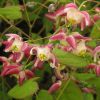 Epimedium Rubrum